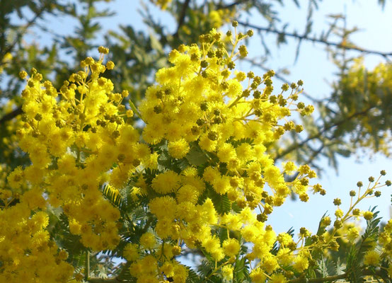 ～  ミモザ ～　はじけるYellow♪  　(2023.3.20) (c) Yukie Arai