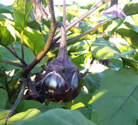 ～  真夏のパープル  ～　花と実  ぶらさがり♪　　(2025.7.23) (c) Yukie Arai