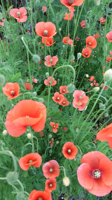 ～  ポピー  ～    浮遊する  オレンジいろ ♪   (2016.5.14) (c) Yukie Arai