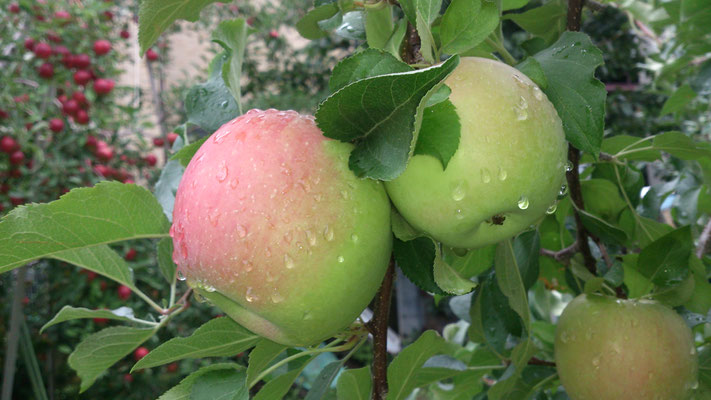 ～  たわわ  ～　雨あがりの10月...  そろそろ食べごろです ♪　 (2016.10.3) (c) Yukie Arai