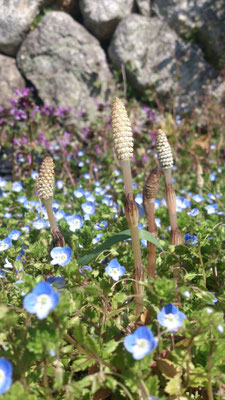 ～  Grow up☆  ～  上へ  上へ　つくしんぼ ♪   (2016.3.17) (c) Yukie Arai