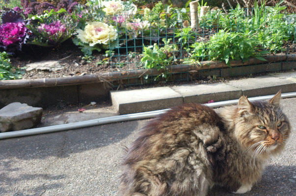 ～  葉ボタンと あのコ ～    「年の瀬ですよね～」  「・・・・・」  にゃ～☆  　(2017.12.26) (c) Yukie Arai