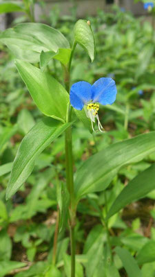 好きな青☆・・・ツユ草の「あお」。どこか幸福にも哀しみにも似た、儚げなこの青にもっと近づきたいっ。 (2013.6.27) (c) Yukie Arai
