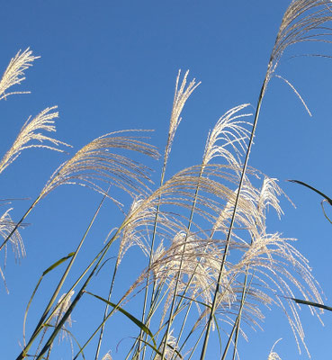 ～ ススキ  ～　寒空に揺れ☆... 　(2020.11.10) (c) Yukie Arai