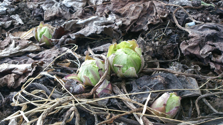 ～  淡春色  ～　寒枯大地に  ふきのとう♪　(2018.1.24) (c) Yukie Arai