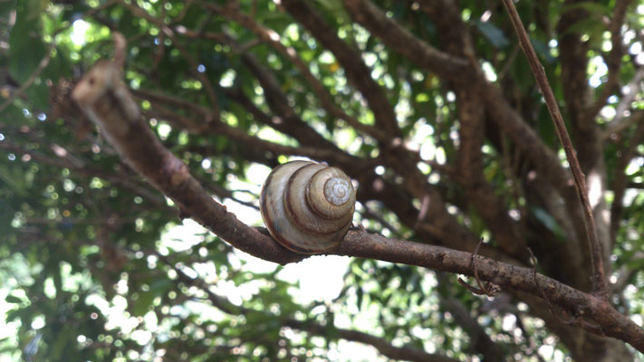 ～  珍☆蝸牛  ～    蛇...では ございません。  いつもより  多めに巻いております ♪   (2016.6.9) (c) Yukie Arai
