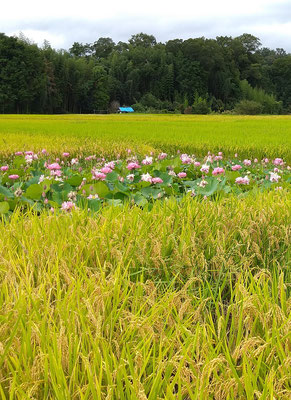 ～  米・米・蓮根・米 ～　田園の花園♪ 　(2020.8.27) (c) Yukie Arai