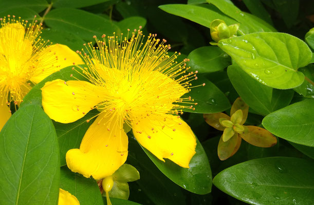 ～  梅雨空と  ～　緑に映える  金の糸☆  　(2023.6.16) (c) Yukie Arai