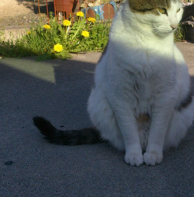 ～  タンポポ  ～     陽射し眩しげ  フワモコ☆...   (2019.5.11) (c) Yukie Arai