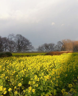 ～ 早咲 菜の花 ～  湖岸  あたたかい陽射しが  春へ導きます☆ように… (2015.1.25) (c) Yukie Arai