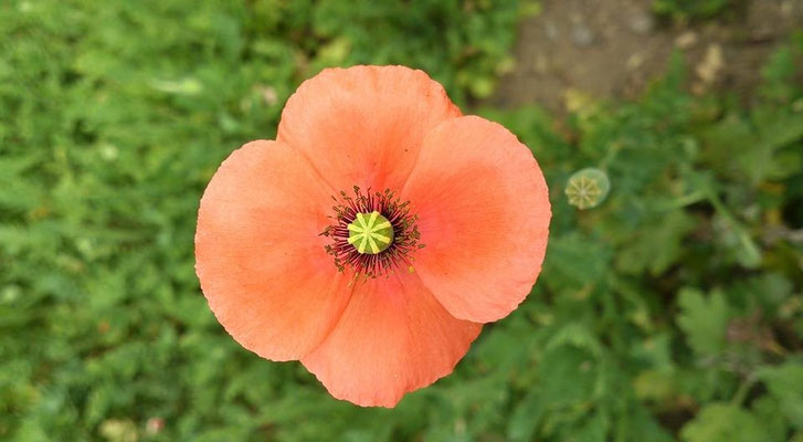 ～ flower ボタン ～  アスタリスク  ＊ ＊ ＊  を ポチっと押してみた☆… (2015.6.4) (c) Yukie Arai