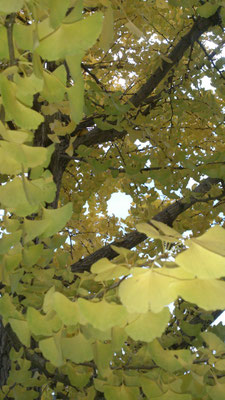 ～  黄葉トルネード  ～　渦のなかで 寒空をみあげたっ☆...　 (2016.11.25) (c) Yukie Arai