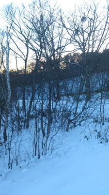  (2017.1.4) (c) Yukie Arai