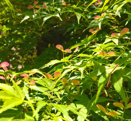 ～  青もみじ  ～　薫風に 翼♪ 　　(2024.5.18) (c) Yukie Arai