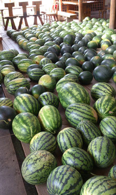 ～  コロコロと  ～　スイカの波が  押し寄せる ♪　 (2016.8.26) (c) Yukie Arai