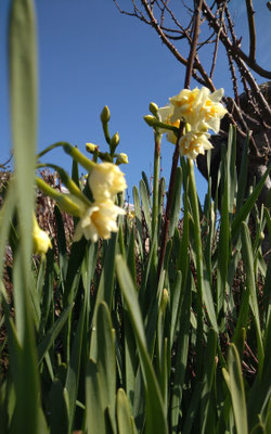 ～  寒空に...  ～　背を伸ばす  立春の朝☆　(2022.2.4) (c) Yukie Arai