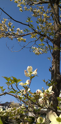 ～  深呼吸  ～　今日から５月。 見上げれば ハナミズキ♪　　(2020.5.1) (c) Yukie Arai