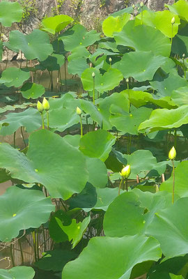 もうすぐ近所の「蓮」が開花♪  　(2022.6.27) (c) Yukie Arai