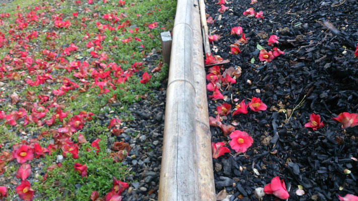 ～  なほ咲く  ～   落つる椿に  ＊生＊を思ふ...☆  (2019.3.12) (c) Yukie Arai