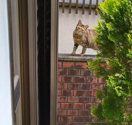 ～  猫も私も  ～　首かしげ♪  　(2023.6.1) (c) Yukie Arai