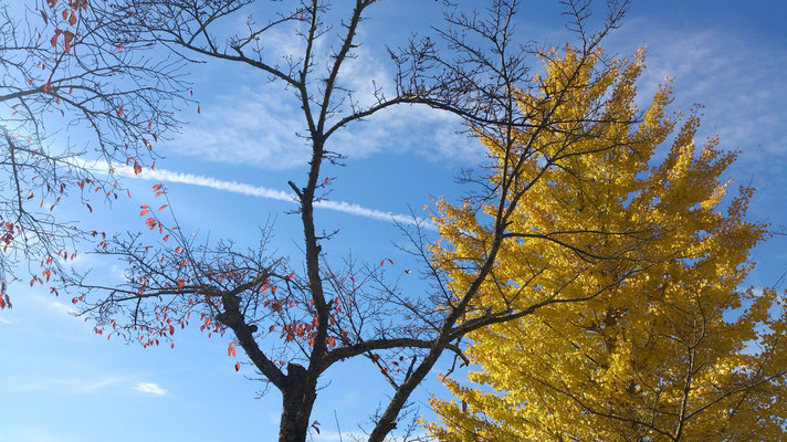 ～  ひこうき雲  ～  秋から 冬へと  かけぬけるっ♪  (2015.11.26) (c) Yukie Arai