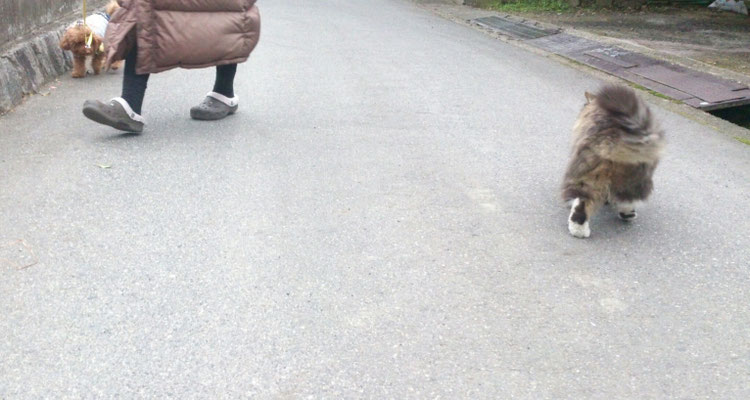 ～    パーソナルスペース  ～   ネコもイヌもヒトも  距離感が大事♪   (2019.2.11) (c) Yukie Arai