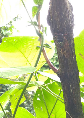 ～  ジッジリジリッ♪  ～ 　鳴き尽くす 残暑　アブラゼミ 　 (2021.8.30) (c) Yukie Arai