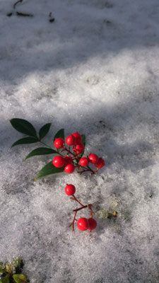 ～  故郷の朝  ～  清々しい空気と 朝日を  浴びました☆...   (2016.1.2) (c) Yukie Arai