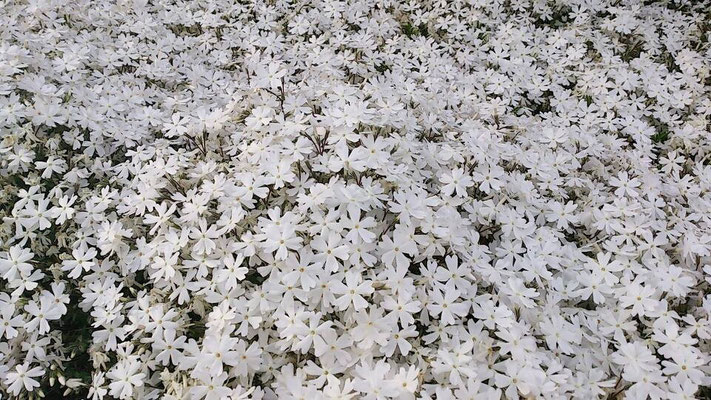 群集の中の小さな花達の織り成すエネルギーに時折ハッとします。(2013.5.18) (c) Yukie Arai