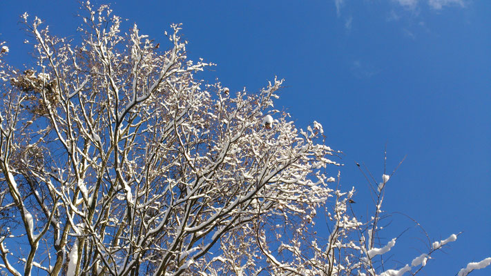 ～  雪枝  ～  ３℃から はじまる　仕事場からの今日の眺め ☆　(2017.1.16) (c) Yukie Arai