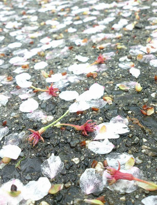 ～ 桜しべ降る ～  若葉をぼんやり見上げていたら突然話しかけられた・・・「桜しべ降る のも一興なのょ～」と、笑顔で地面を指さす70代くらいのオバさま。 桜は花が散ったあとその「しべ」が赤く色づき降ってくるのだという。そしてそれは春の季語だと見知らぬ私に教えてくれた。 「へ～♪」・・・・・・・・・・ あのオバさまはどこかでお元気だろうか☆…10年前の会話を今年も嬉しく思いだしている。(2015.4.16) (c) Yukie Arai