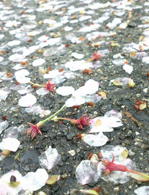 ～ 桜しべ降る ～  若葉をぼんやり見上げていたら突然話しかけられた・・・「桜しべ降る のも一興なのょ～」と、笑顔で地面を指さす70代くらいのオバさま。 桜は花が散ったあとその「しべ」が赤く色づき降ってくるのだという。そしてそれは春の季語だと見知らぬ私に教えてくれた。 「へ～♪」・・・・・・・・・・ あのオバさまはどこかでお元気だろうか☆…10年前の会話を今年も嬉しく思いだしている。(2015.4.16) (c) Yukie Arai