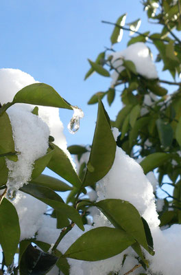 ～  雪ときどき晴  ～　こぼれおちそうな 雫☆...　(2020.2.9) (c) Yukie Arai