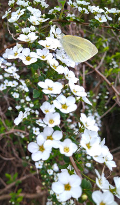～  white ＆ green ～　流るる小花..☆...　(2020.3.25) (c) Yukie Arai