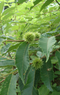 ～  青栗  ～　小さな秋の気配☆...　(2018.8.27) (c) Yukie Arai