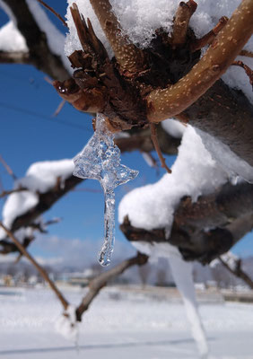 ～  氷葉  ～　キラリ☆  ふるさとの朝　　(2026.1.12) (c) Yukie Arai