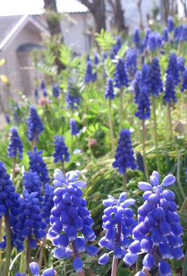 ～  いっせいに・・・ ～　つぶつぶ ニョキニョキ♪　(2018.4.1) (c) Yukie Arai