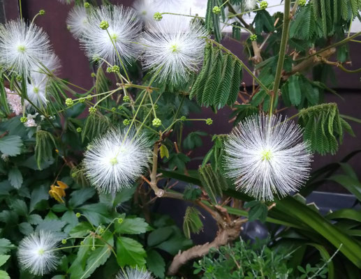 ～  〇  ～ 　涼しげに 浮遊♪ 　 (2021.7.6) (c) Yukie Arai