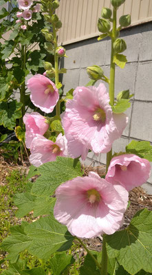 ～  立葵  ～　てっぺんまで咲くと梅雨明け...らしい♪　　(2025.6.12) (c) Yukie Arai