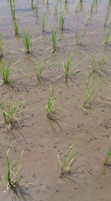 ～  リズム一定♪  ～　苗 ＆ おたまじゃくし  　(2022.6.2) (c) Yukie Arai