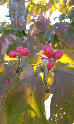 ～  赤い実  ～ 　朝陽にキラリっ♪ 花水木 　 (2021.10.23) (c) Yukie Arai
