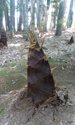 ～  たけだけしい  ～　竹の子ども♪  　(2023.4.18) (c) Yukie Arai