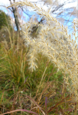 ～  師走の空  ～     ゆれるススキ越しに  見上げた 水色...☆　(2019.12.12) (c) Yukie Arai