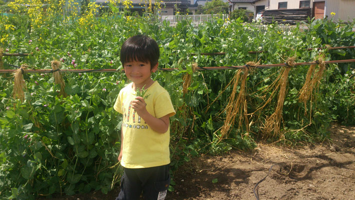 ～  こどもの日  ～　おいっ子と スナップえんどう収穫☆彡　(2018.5.5) (c) Yukie Arai