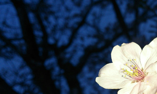 ～  夜桜  ～    散りゆく さくら に  別れを 惜しんだ ☆...   (2016.4.11) (c) Yukie Arai