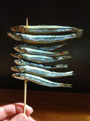 ～  キビナゴ  ～　鯉のぼりの如く～♪ 　　(2024.4.28) (c) Yukie Arai