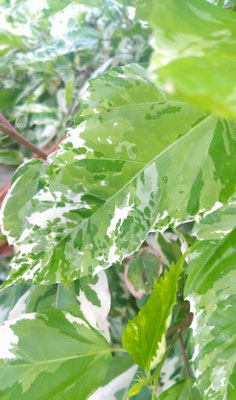 ～  蝉の声と  ～　木もれ日の  葉のデザイン♪  　(2023.7.18) (c) Yukie Arai