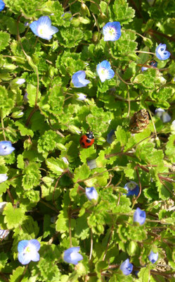 ～  てんとう虫  ～   つくし と一緒に 顔をだす♪　(2017.3.13) (c) Yukie Arai