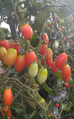 ～  トマト狩り  ～　ふるさとの朝☆...  　(2022.8.26) (c) Yukie Arai