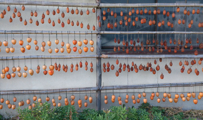 ～  気になる木・・・ ～　干柿の木♪  　(2022.11.4) (c) Yukie Arai